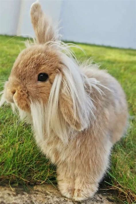 lionhead rabbit weight|lionhead rabbit temperament.